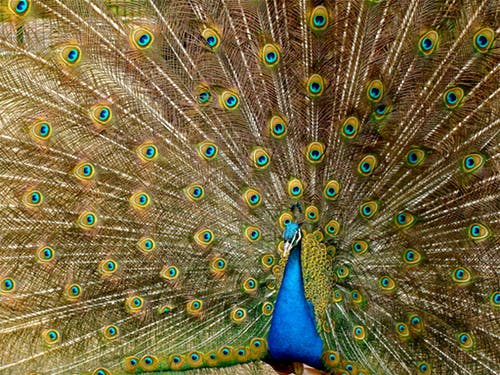 Colorful peafowl, Best HD image, Unique Peacock Wallpapers, Attractive Bird Photo 